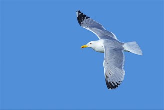European herring gull (Larus argentatus) soaring in flight against blue sky