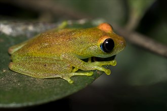 Green bright-eyed frog (Boophis viridis) from Andasibe, eastern Madagascar