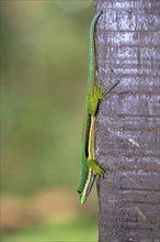 Lined day gecko (Phelsuma lineata) from Andasibe, Madagascar, Africa