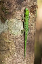 Speckeled day gecko (Phelsuma guttata) from Palmarium, eastern Madagascar
