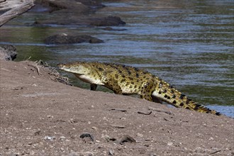 A giant nile crocodile (Crocodylus niloticus) on the bank of Mara River, Maasai Mara, Kenya, Africa