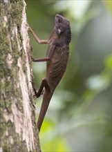 Comb-crested agamid (Gonocephalus liogaster) from Sepilok, Sabah, Borneo