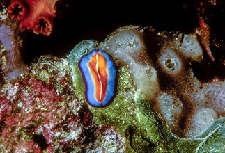 The terebellid flatworm Pseudoceros susanae from a coral reef in the maldives