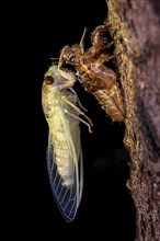 Large cicada (probably Dundubia sp.) moulting during night in the rainforest of Tanjung Puting