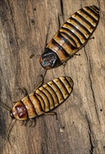 Pair of Madagascar hissing cockroach (Gromphadorhina portentosa, male at the top) from Berenty,