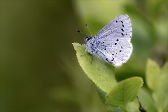 Holly blue (Celastrina argiolus) from Hidra, south-western Norway in May