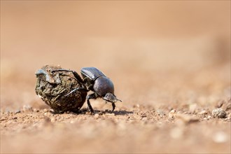 Dung beetle rolling dung in Zimanga Private Reserve, South Africa. Possibly Large Copper Dung