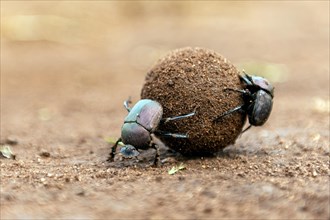 Dung beetles rolling a large dung ball in Zimanga Private Reserve, South Africa. Possibly Large