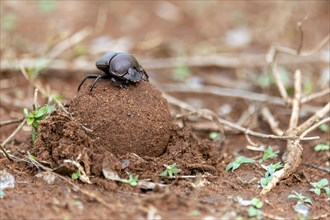 Dung beetles burying a large dung ball in Zimanga Private Reserve, South Africa. Possibly Large