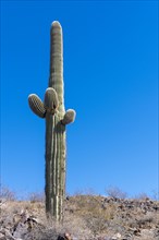 Saguaro cactus from Phoenix, Arizona, USA, North America