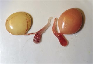 Two embryos with yolk sacs from the velvet belly lanternshark (Etmopterus spinax)