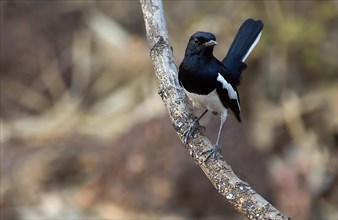 Oriental magpie-robin (Copsychus saularis, male) from Tadoba NP, India, Asia