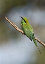 Green bee-eater (Merops orientalis) from Tadoba NP, India, Asia