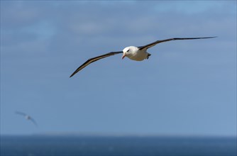 Black-browed Albatross (Thalassarche melanophrys), Saunders Island, the Falklands