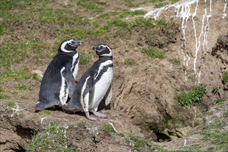 Breeding magellanic penguins (Sphreniscus magellanicus) outside their burrows at Saunders Island,