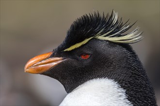 Portrait of the southern rockhopper penguin (Eudyptes chrysocome) from Sounders Island, the