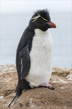 Southern rockhopper penguin (Eudyptes chrysocome) from Sounders Island, the Falkland Islands