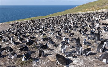 Colonies of southern rockhopper penguins mixed with blue-eyed shags at Saunders Island, the