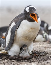 Gentoo penguin (Pygoscelis papua) with it's off-spring at Saunders Island, the Falklands