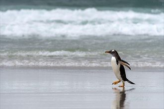 Gentoo penguin (Pygoscelis papua) on the beach at Saunders Island, the Falklands