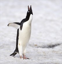 Adelie Penguin (Pygoscelis adeliae) at Brown Bluff, the Antarctic Sound on the northern tip of the
