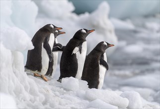 Gentoo Penguins (Pygoscelis papua) at Brown Bluff, the Antarctic Sound on the northern tip of the
