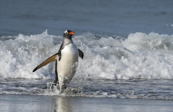 Gentoo penguin (Pygoscelis papua) from Sea Lion Island, the Falklands
