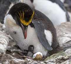 Macaroni penguin (Eudyptes chrysolophus) with chick on its nest. Photo from Sounders Island, the