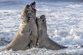 Fighting elephant seals (Mirounga leonina) from Sea Lion Island, the Falkland Islands