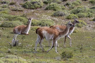 Guanacos (Lama guanicoe) from Torres del Paine National Park, southern Chile