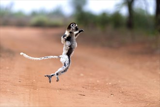 Verreaux's sifaka (Propithecus verreauxi) crossing a road with it's special dancing motions. Here