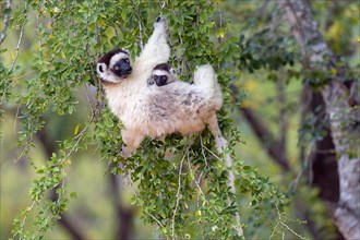 Verreaux's sifaka (Propithecus verreauxi) with baby feeding in Berenty Reserve, southern Madagascar