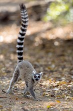 Ring-tailed lemur (Lemur catta) from Berenty Reserve, southern Madagascar