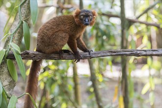 Hybrid between black lemur (Eulemur macaco) and crowned lemur (Eulemur coronatus) at Palmarium