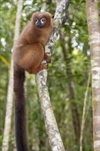 Red-bellied lemur (Eulemur rubriventer) in the forest of Palmarium Resort, Madagascar, Africa