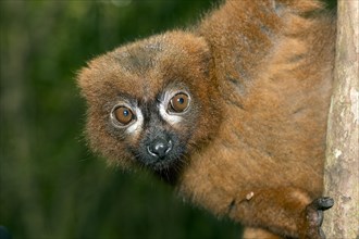 Close up of the red-bellied lemur (Eulemur rubriventer) in the forest of Palmarium Resort,