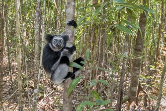 Indri (Indri indri) in the forest at Palmarium Nature Reserve, Madagascar, Africa