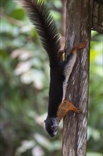 Prevost's squirrel (Callosciurus prevostii waringensis) from Kalimantan, Borneo, Indonesia, Asia
