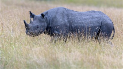 Black rhino (Diceros bicornis) on the savannah of Maasai Mara, Kenya, Africa
