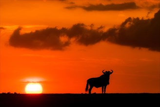 Wildebeest (Connochaetus taurinis) and the setting sun in Maasai Mara, Kenya, Africa