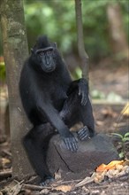 Crested Black Macaques (Macaca nigra) in Tangkoko Nature Reserve, northern Sulawesi, Indonesia,