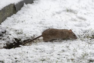 Brown rat (Rattus norwegicus) feeding in winter. Photo from south-western Norway