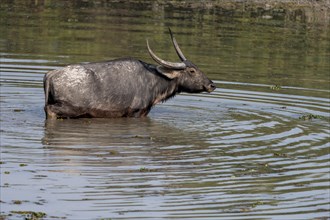 Indian Wild Buffalo (Bulbalus arnee) in Kaziranga National Park, Assam, north-east India