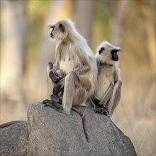 Pair of gray langur (Semnopithecus dussumieri) with new-born in Pench National Park, Madhya