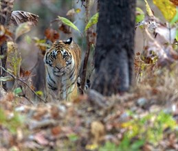 Female bengal tiger (Panthera tigris tigris) in the dense forest of Pench National Park, madhya