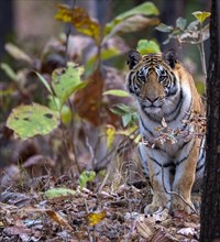 Female bengal tiger (Panthera tigris tigris) in the dense forest of Pench National Park, madhya