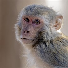 Portrait of Rhesus macaque (Macaca mulatta) from Pench National Park, Madhya Pradesh, India, Asia