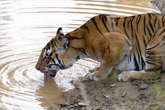 The Bengal Tigress known as Chhoti Mada (born 2008) drinking in Kana National Park (Mukki range),
