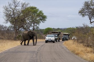 African elephant crossing the road in Kruger National Park, South Africa, Africa