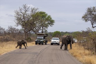 Mother and baby African elephant crossing the road in Kruger National Park, South Africa, Africa